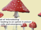 Amanita mushrooms are commonly used in mushroom-based products. Kateryna Kon/Science Photo Library via Getty Images